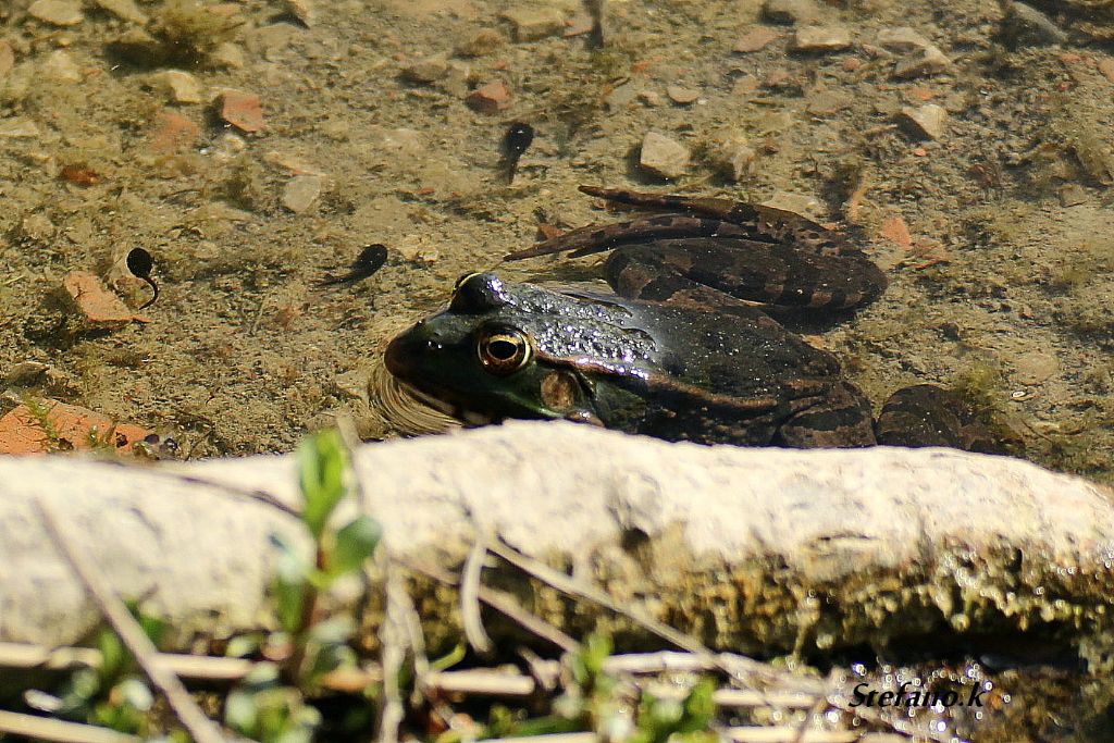 Da Identificare! Pelophylax ridibundus? (prov. Trieste)